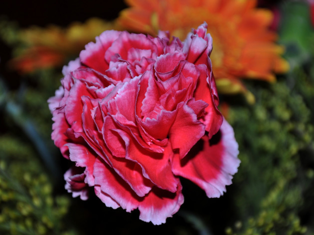 Обои картинки фото цветы, гвоздики