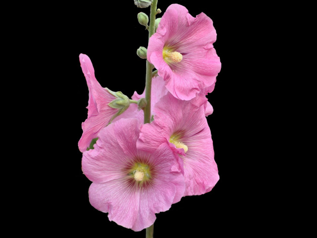 Обои картинки фото цветы, мальвы