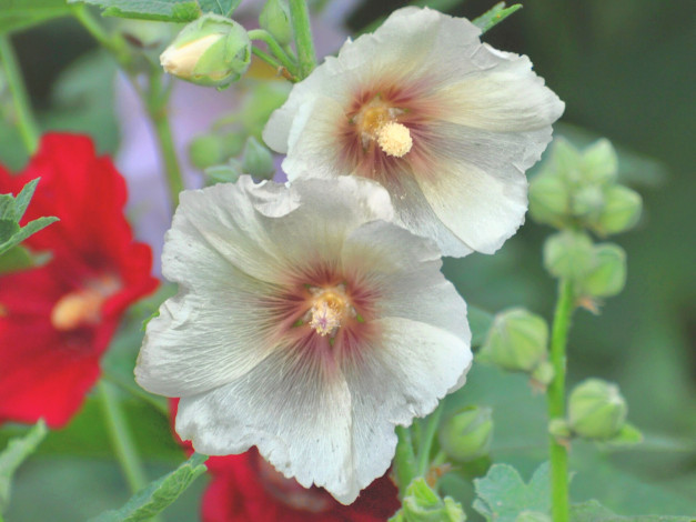 Обои картинки фото цветы, мальвы