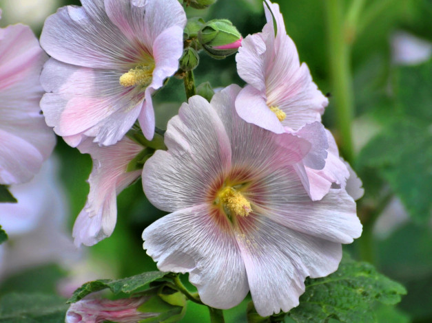 Обои картинки фото цветы, мальвы