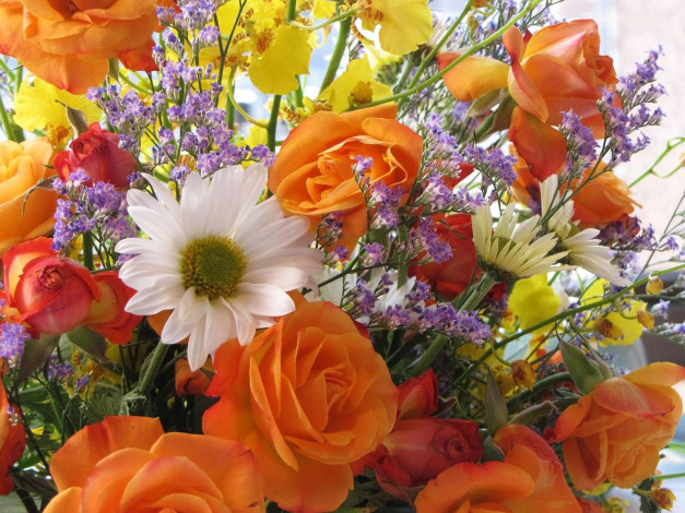 Обои картинки фото цветы, разные, вместе