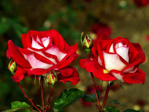 Обои картинки фото цветы, розы