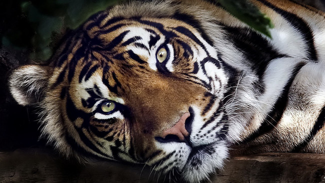 Обои картинки фото животные, тигры