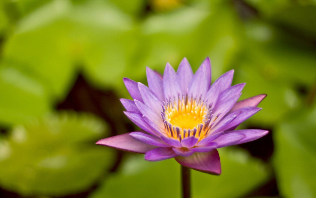 Обои картинки фото цветы, лилии, водяные, нимфеи, кувшинки