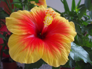 Картинка цветы гибискусы желто-красный