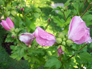 Картинка цветы мальвы капли бутоны