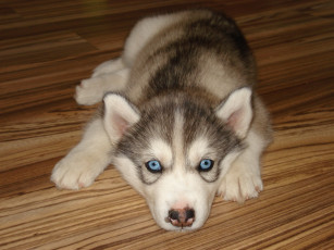 Картинка животные собаки собака хаски лайка