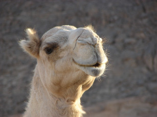 Картинка животные верблюды верблюд голова