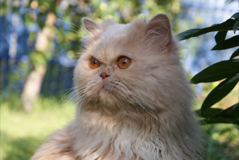 Картинка животные коты кот кошка