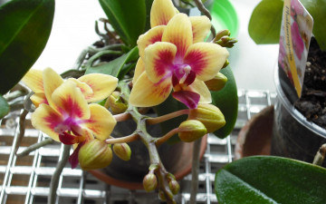 Картинка цветы орхидеи экзотика