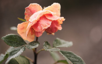 Картинка цветы розы иней роза