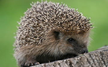 Картинка животные ежи пень ёж
