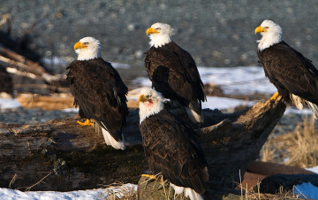 Картинка животные птицы хищники орланы клюв