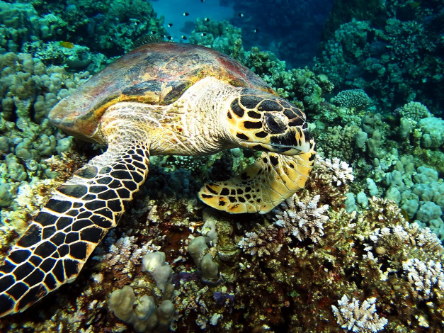 Обои картинки фото животные, Черепахи, вода, черепаха