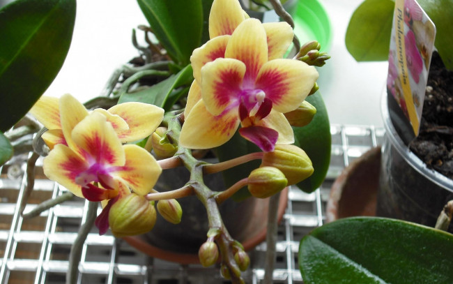 Обои картинки фото цветы, орхидеи, экзотика