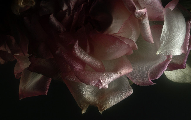 Обои картинки фото цветы, розы, лепестки