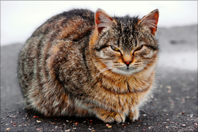 Обои картинки фото животные, коты, кот, кошка