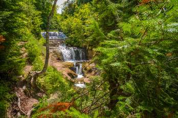 Картинка природа водопады заросли лес река водопад каскад