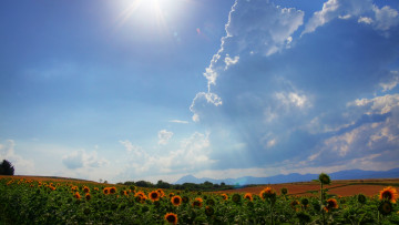 Картинка природа поля