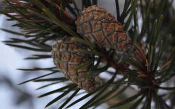 Картинка природа шишки +жёлуди +каштаны крупные