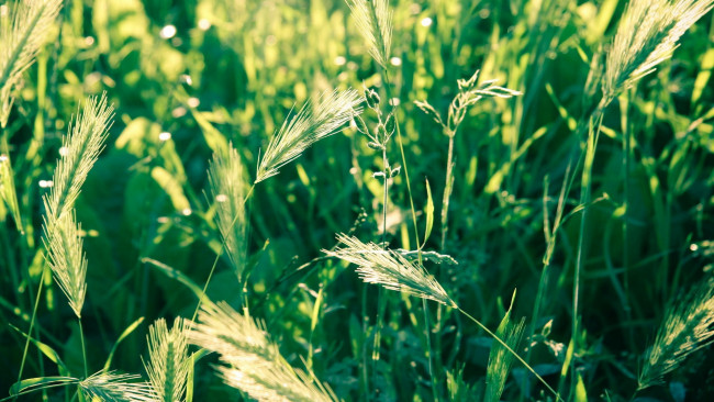 Обои картинки фото природа, макро, ростки, зеленые