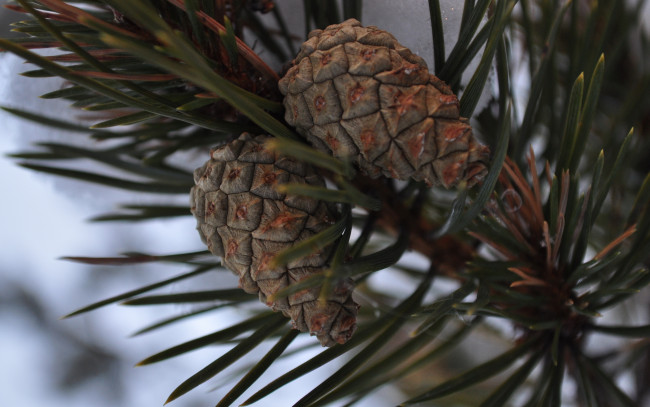 Обои картинки фото природа, шишки,  жёлуди,  каштаны, крупные