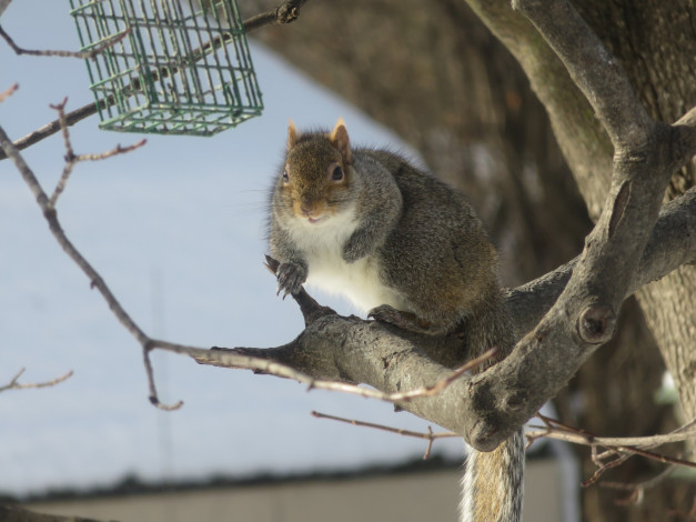 Обои картинки фото животные, белки, ветки, дерево, хвост, зверёк, грызун