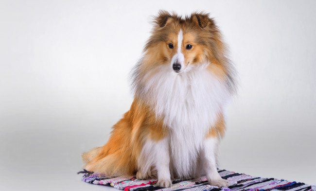 Обои картинки фото животные, собаки, шерсть, щенок, колли