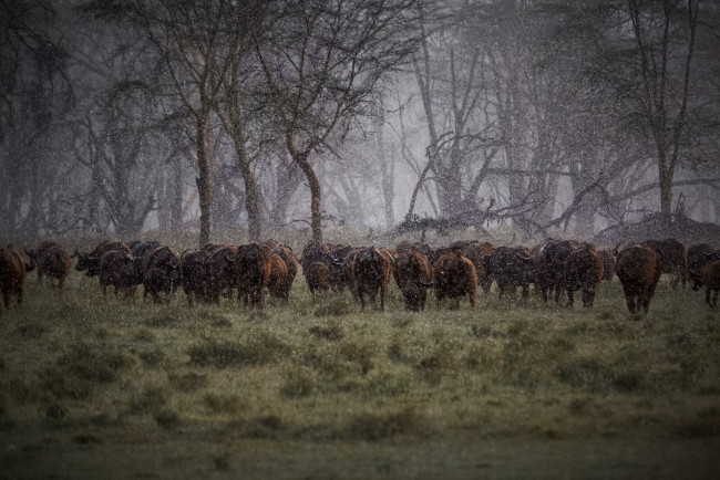Обои картинки фото животные, коровы,  буйволы, африка, дождь, стадо, буйволы