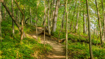 Картинка природа дороги тропинка лес