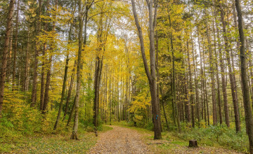 Картинка природа дороги тракт лес