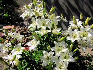Картинка цветы лилии +лилейники белый