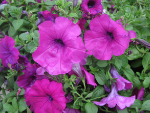 Картинка цветы петунии +калибрахоа сиреневый