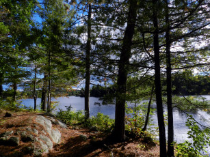 Картинка природа реки озера деревья река лето