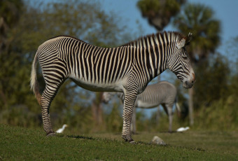 Картинка животные зебры зебра