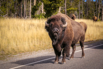 обоя животные, зубры,  бизоны, бык