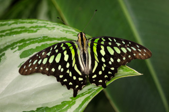 Картинка животные бабочки +мотыльки +моли бабочка