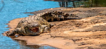 Картинка животные крокодилы крокодил