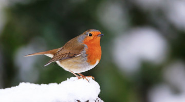 обоя животные, зарянки , малиновки, птица, зарянка, снег