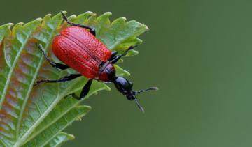 Картинка животные насекомые жучок