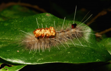 Картинка животные гусеницы гусеница