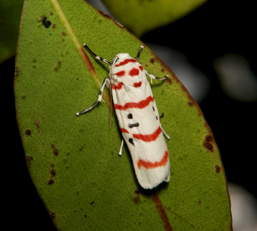Обои картинки фото животные, бабочки,  мотыльки,  моли, моль