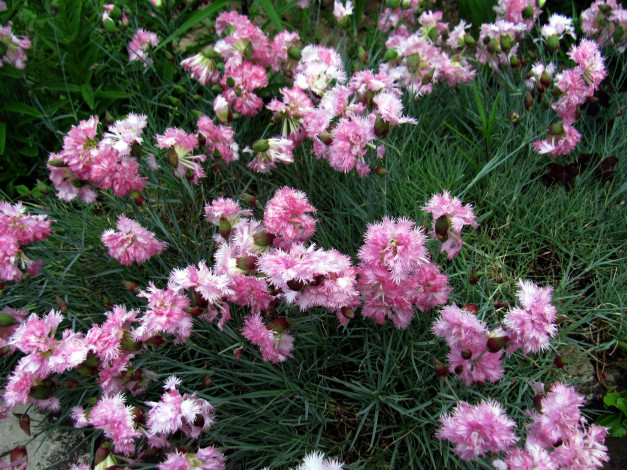 Обои картинки фото цветы, гвоздики, пушистый