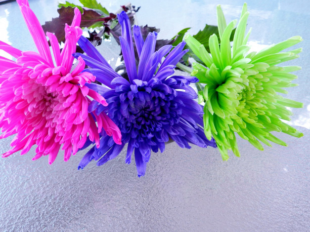 Обои картинки фото цветы, хризантемы, трио