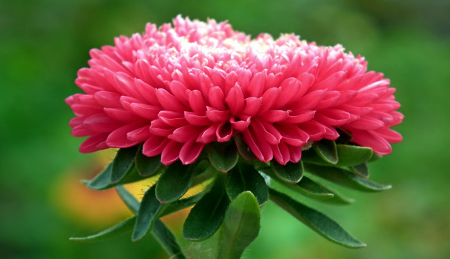 Обои картинки фото цветы, астры, розовый, макро