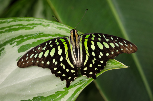 Обои картинки фото животные, бабочки,  мотыльки,  моли, бабочка