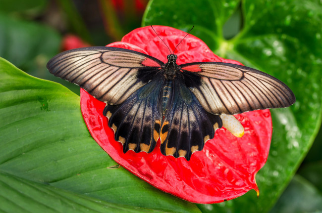 Обои картинки фото животные, бабочки,  мотыльки,  моли, бабочка