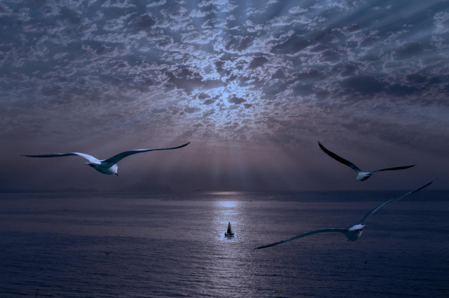 Обои картинки фото животные, Чайки,  бакланы,  крачки, море, чай