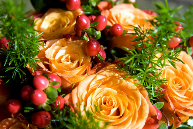 Обои картинки фото цветы, розы, бутоны