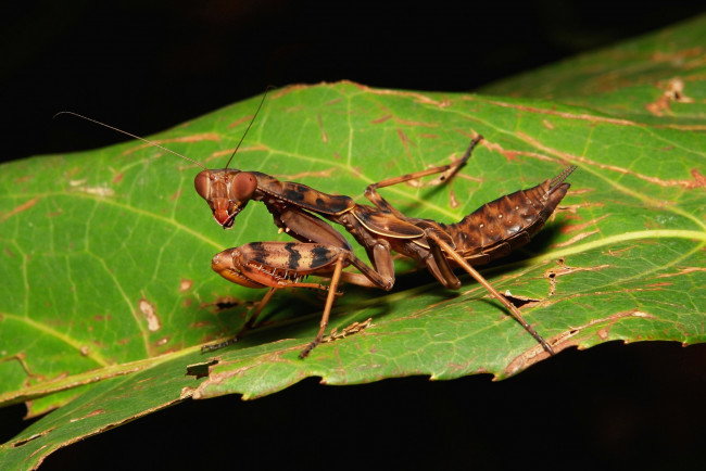 Обои картинки фото животные, богомолы, богомол